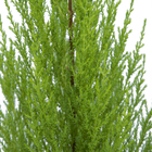 Tuia Holandesa Hesperocyparis Macrocarpa 'Goldcrest' Pote 20 Planta Natural