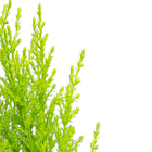 Tuia Holandesa Pote 14