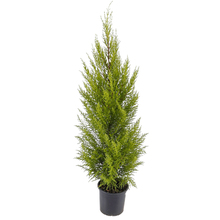 Tuia Holandesa Pote 24