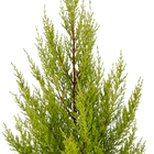 Tuia Holandesa Pote 24