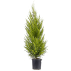 Tuia Holandesa Pote 24