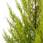 Tuia Holandesa Pote 24