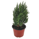 Tuia Strickita Hesperocyparis Macrocarpa 'Goldcrest' Pote 14 Planta Natural