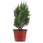 Tuia Strickita Hesperocyparis Macrocarpa 'Goldcrest' Pote 14 Planta Natural
