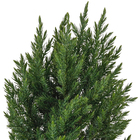 Tuia Strickita Hesperocyparis Macrocarpa 'Goldcrest' Pote 14 Planta Natural