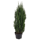 Tuia Strickta Pote 20