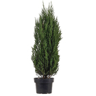 Tuia Strickta Pote 20