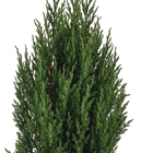 Tuia Strickta Pote 20