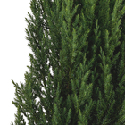 Tuia Strickta Pote 20