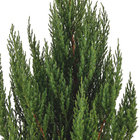 Tuia Strickta Pote 24