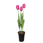 Tulipa Sortida Pote 12 Planta Natural