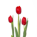 Tulipa Sortida Pote 12 Planta Natural