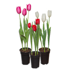 Tulipa Sortida Pote 12 Planta Natural