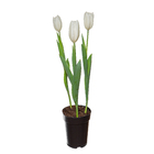 Tulipa Sortida Pote 12 Planta Natural