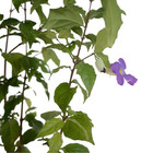Tumbérgia Erecta Planta Natural