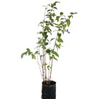Tumbérgia Erecta Planta Natural