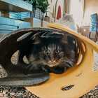 Túnel Para Gato Tipo Tapete Arranhador Desmontavel