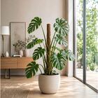 Tutor de Planta de Coco Marrom 40x4cm Top Garden