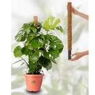 Tutor Fixo De Fibra De Coco Para Plantas (80cm) Top Garden