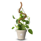 Tutor Flexível de Fibra de Coco 120x3cm para Sustentação de Plantas Top Garden