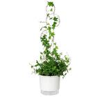 Tutor Metal Urban Branco 0,8x02cm Raiz