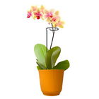 Tutor Fácil Prático para Orquídeas e Plantas 90cm Top Garden