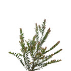Uvaia Eugenia Pyriformis Planta Natural
