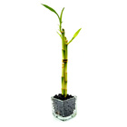 Vasinho De Vidro Com Três Bambu Da Sorte (pequeno)