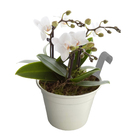 Vaso Alumínio com Alça Branco 12x16cm SJ do Brasil