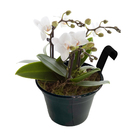 Vaso Alumínio com Alça Preto 12x16cm SJ do Brasil