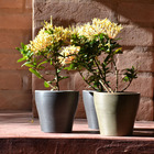 Vaso América 15 - Bronze - Japi