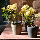 Vaso América 15 - Bronze - Japi