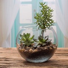 Vaso Aquario De Vidro Vaso Redondo 2 L