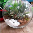 Vaso Aquário Redondo Grande Vidro 4,5 Litros Decoração