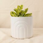 Vaso Arcos Off White P