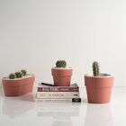 Vaso Auto Irrigável M Horta Vasos Para Plantas Tempero Flores