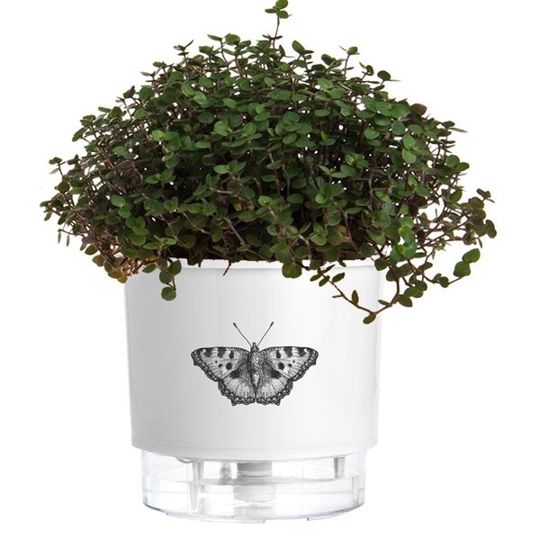 Vaso Auto Irrigável N 02 - Pequeno - Raiz Branco - Borboleta
