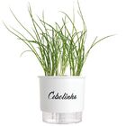Vaso Auto-Irrigável Raiz - Médio - Gourmet - Branco - Cebolin