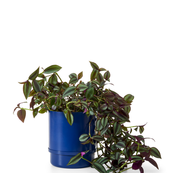 Vaso Autoirrigável Alumínio Colors Azul