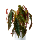 Vaso Autoirrigável Alumínio Colors Branco