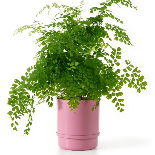 Vaso Autoirrigável Alumínio Colors Rosa