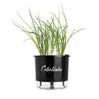 Vaso Autoirrigável Cebolinha Preto 14x16