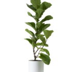 Vaso Autoirrigavel Colorido Yes We Grow Branco