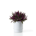 Vaso Autoirrigavel Colorido Yes We Grow Branco