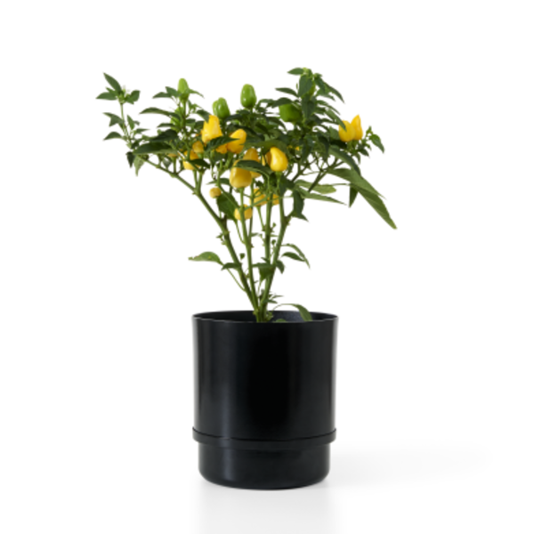 Vaso Autoirrigavel Colorido Yes We Grow Preto