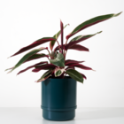 Vaso Autoirrigavel Colorido Yes We Grow Verde