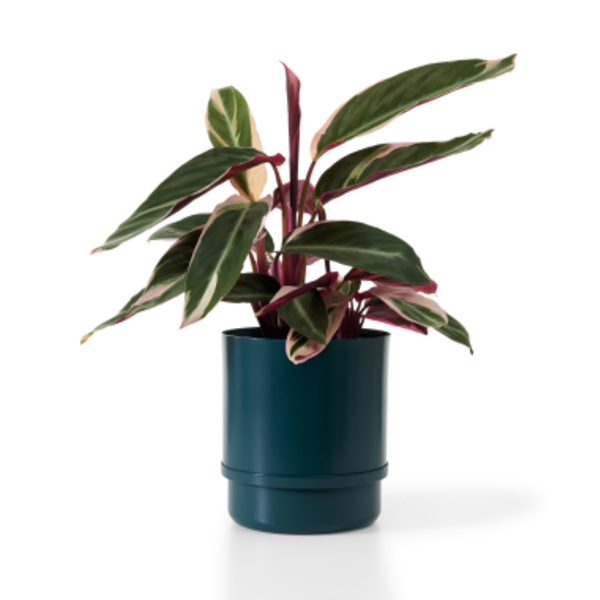 Vaso Autoirrigavel Colorido Yes We Grow Verde