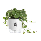 Vaso Autoirrigável Joaninha 12x11cm Branco