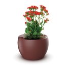 Vaso Autoirrigável Médio Completo Botanika Vermelho