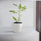 Vaso Autoirrigável Ou Plantar Grande Bege